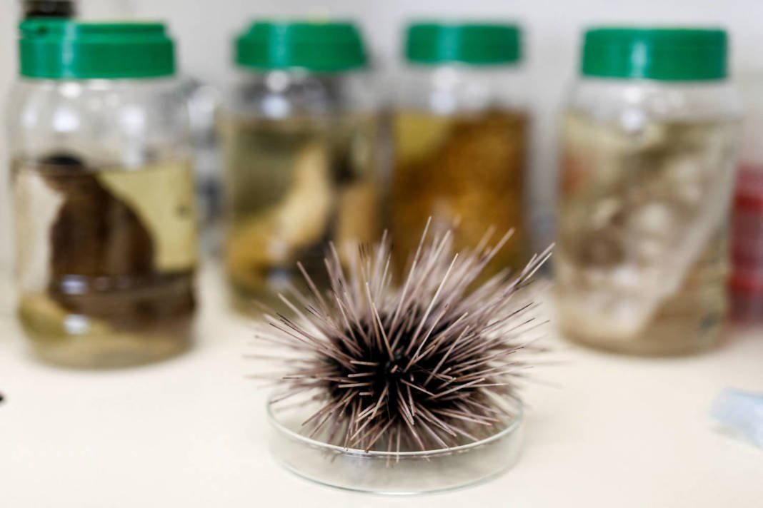 A Dead Black Sea Urchin Is Displayed At A Laboratory In Tel Aviv University's Steinhardt Museum Of Natural History In Tel Aviv