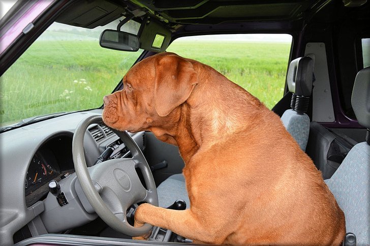 Dog Dogue De Bordeaux Pet Car Preview