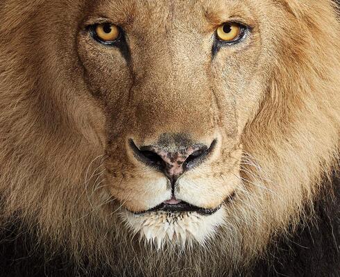 Lion2