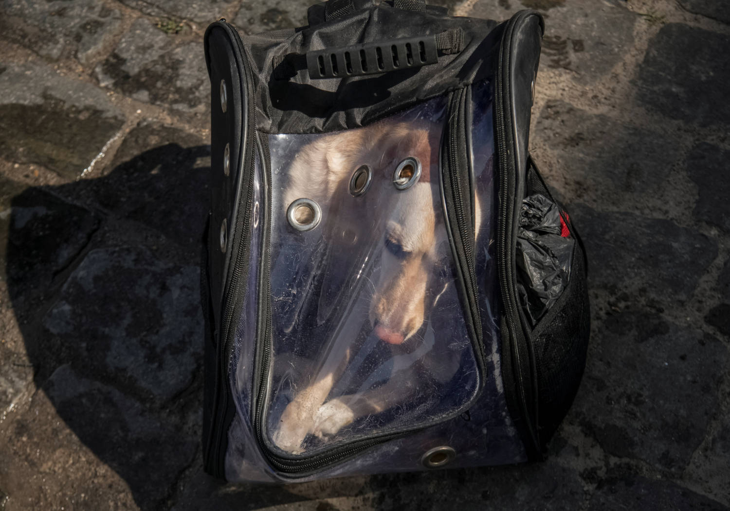 A Dog Is Seen In A Carry On After Local Residents Were Evacuated From A Flooded Area After The Nova Kakhovka Dam Breached, In Kherson