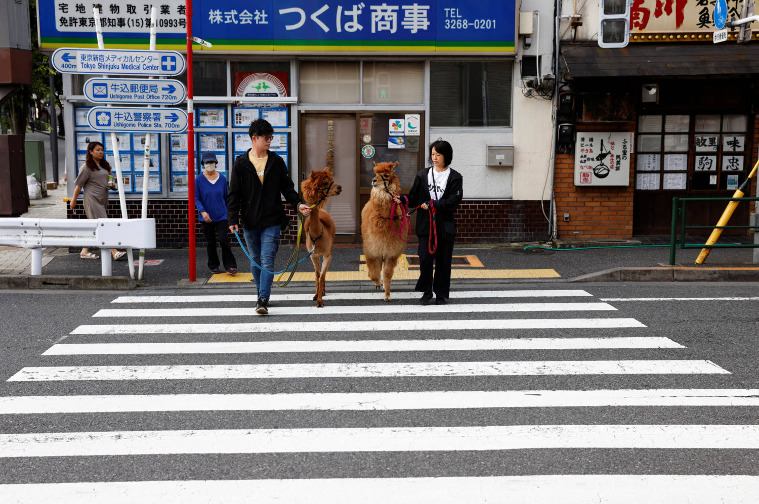 Alpaca Fureai Land Opens In Central Tokyo