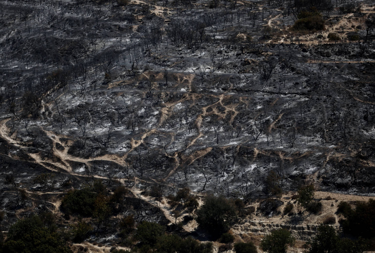 A View Shows A Burnt Area Following A Wildfire, Near The Village Of Alassa