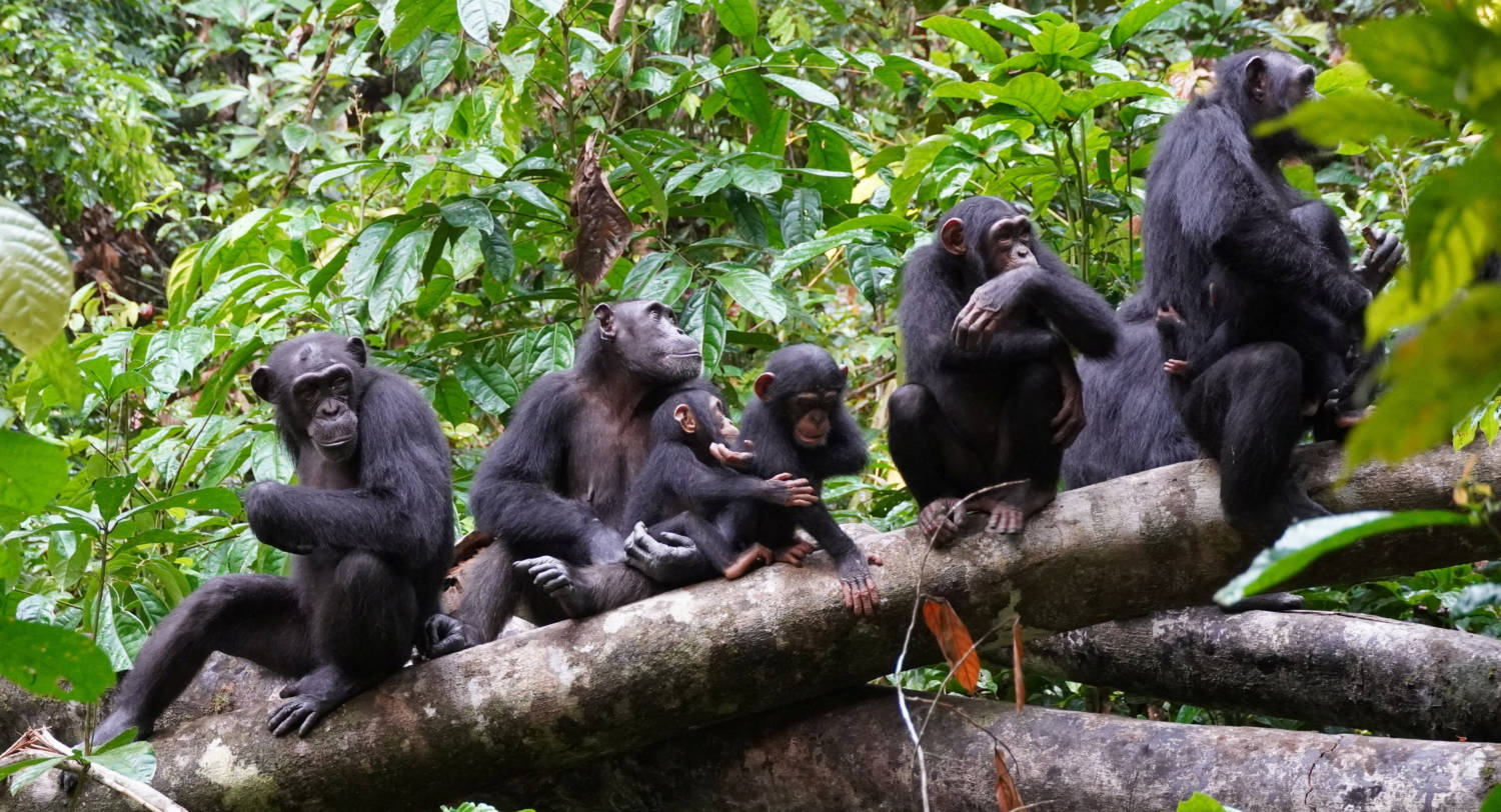 Chimpanzees Are Seen In Cote D'ivoire