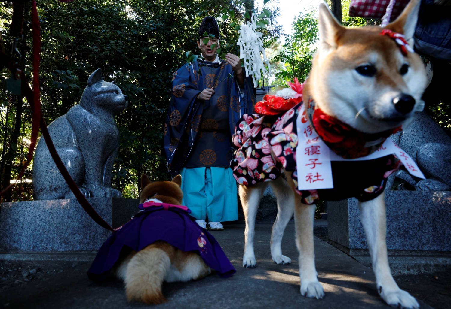 Pet Dogs Attend A Shichi Go San Blessing In Zama