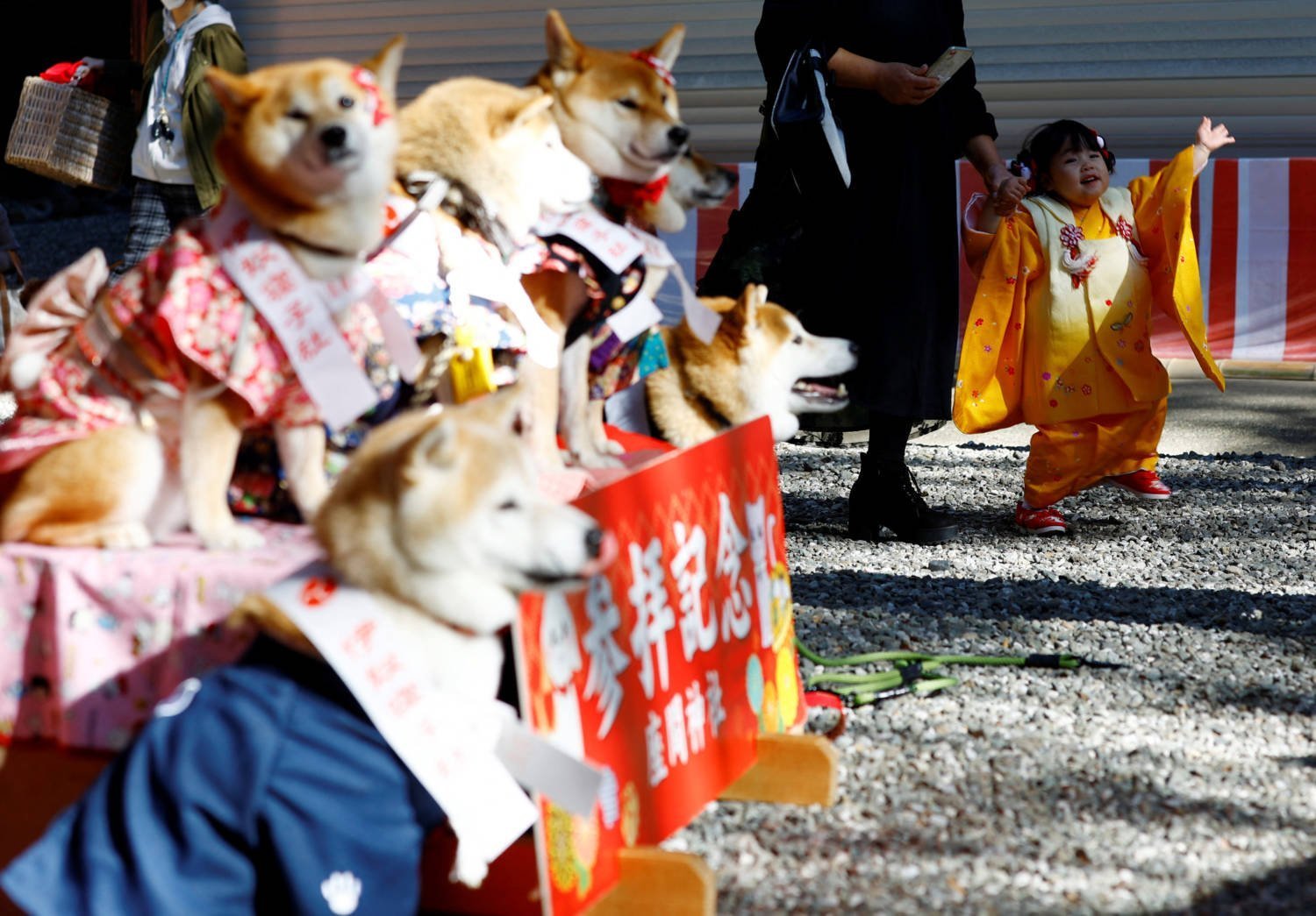 Pet Dogs Attend A Shichi Go San Blessing In Zama