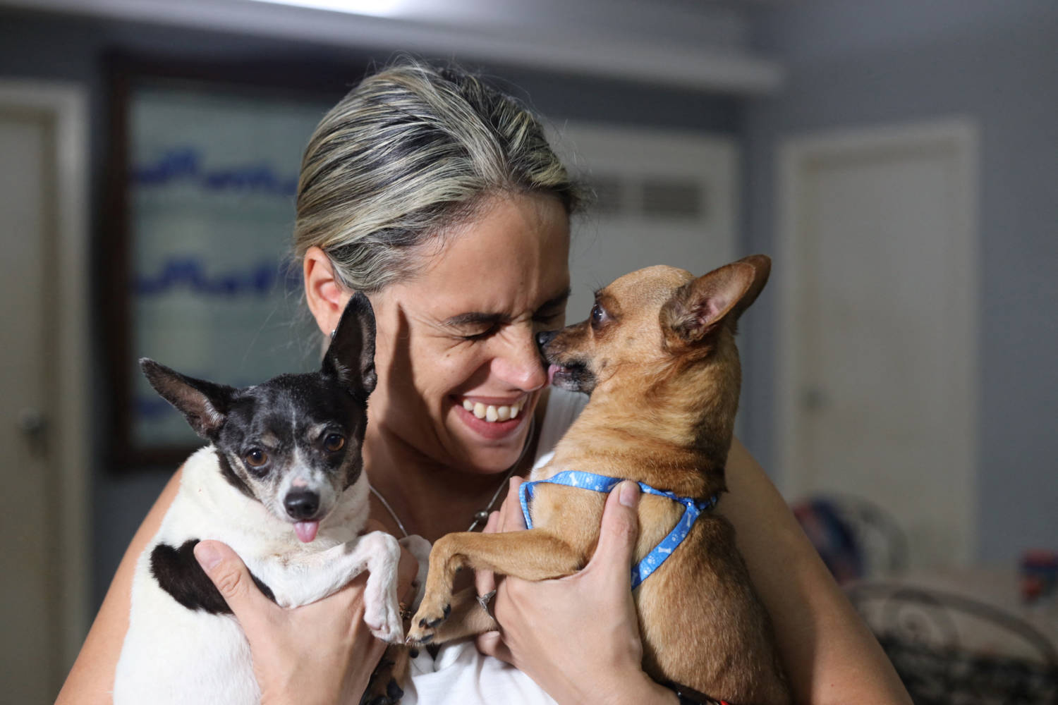 Migrants' Pets In Cuba Wait For Permits To Join Owners Abroad