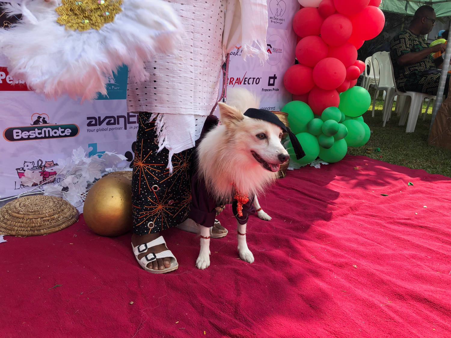 A Dog Dressed In The Traditional Igbo Attire Stands For A Photograph On The Red Carpet At The Annual Lagos Dog Carnival, In Lagos