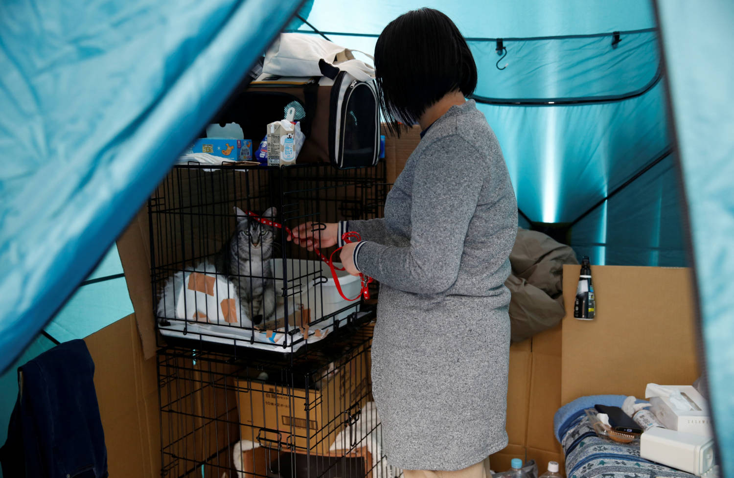 Earthquake Evacuee Yoshimi Tomita Plays With Her Cat Raito After Surviving An Earthquake That Hit On New Year’s Day, At A Pet Friendly Evacuation Centre In Suzu