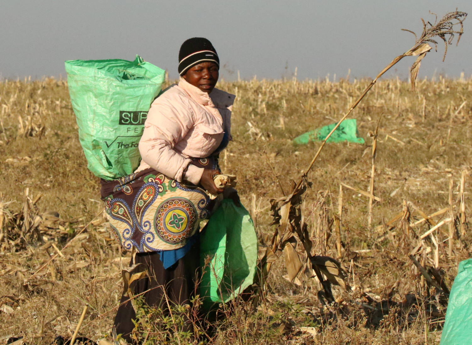 A Woman Works In Maize Fields On A Resettled Farm Near Chinhoyi, Zimbabwe