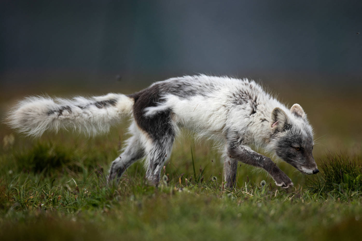 The Wider Image: Norway Gives Arctic Foxes A Helping Hand Amid Climate Woes