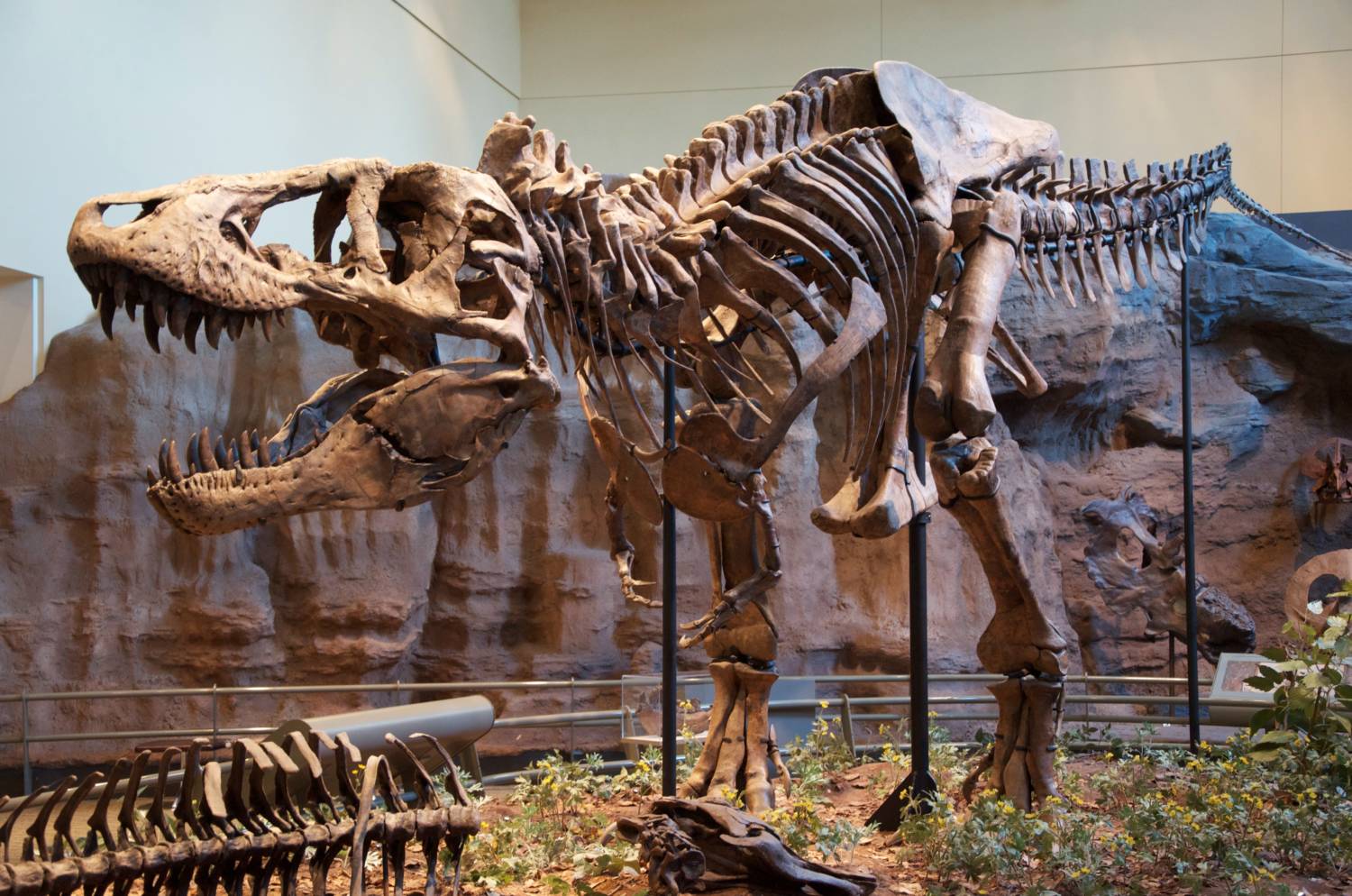 Tyrannosaurus Rex Holotype
