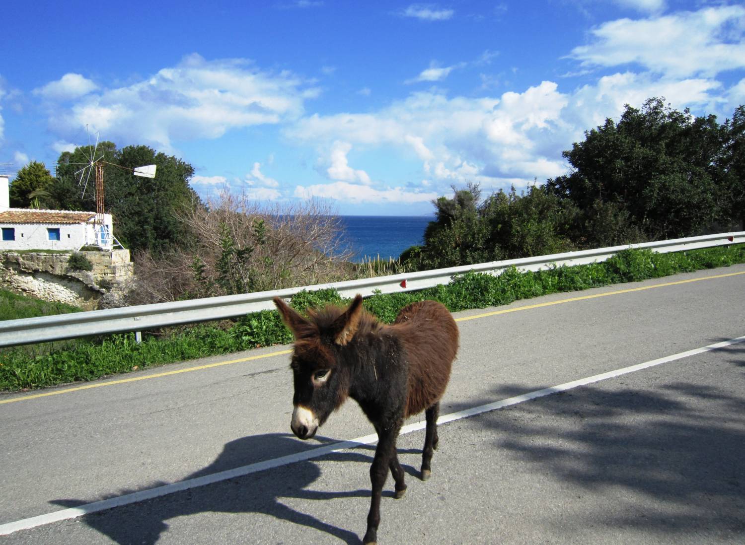 Wild Donkeys On Cyprus