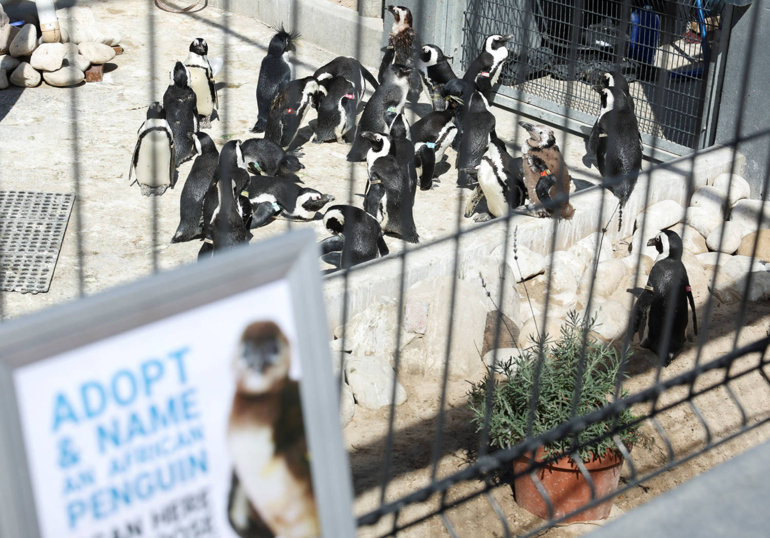 Adopt A Penguin Egg This Easter To Save Endangered South African Birds, Ngo Urges