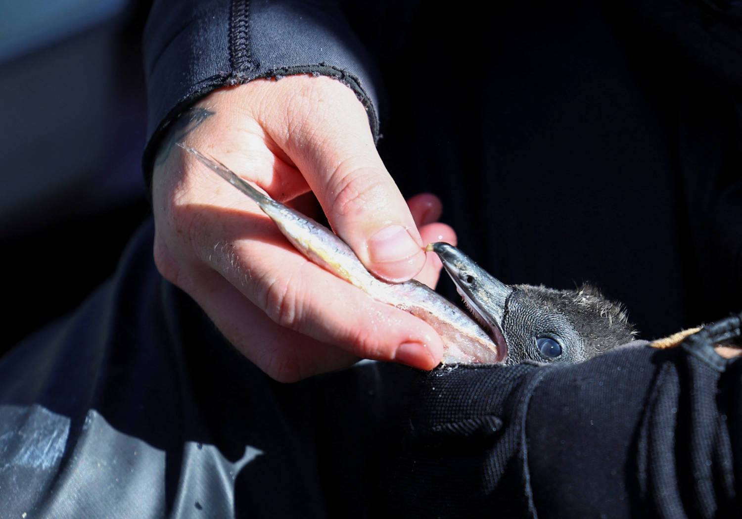 Adopt A Penguin Egg This Easter To Save Endangered South African Birds, Ngo Urges