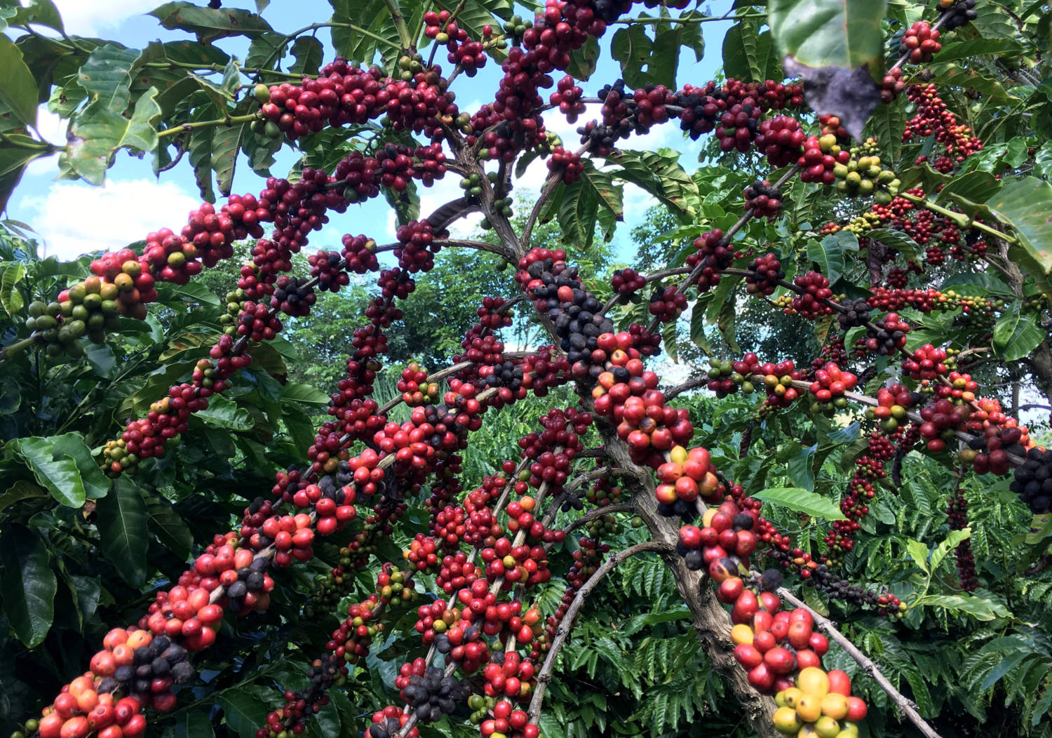 File Photo: The Robusta Coffee Fruits Are Seen In Sao Gabriel Da Palha
