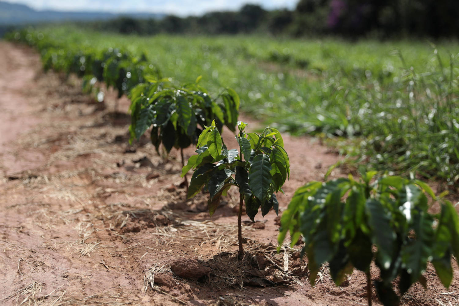 File Photo: Young Coffee Trees Are Seen In A Plantation In The Town Of Sao Sebastiao Do Paraiso