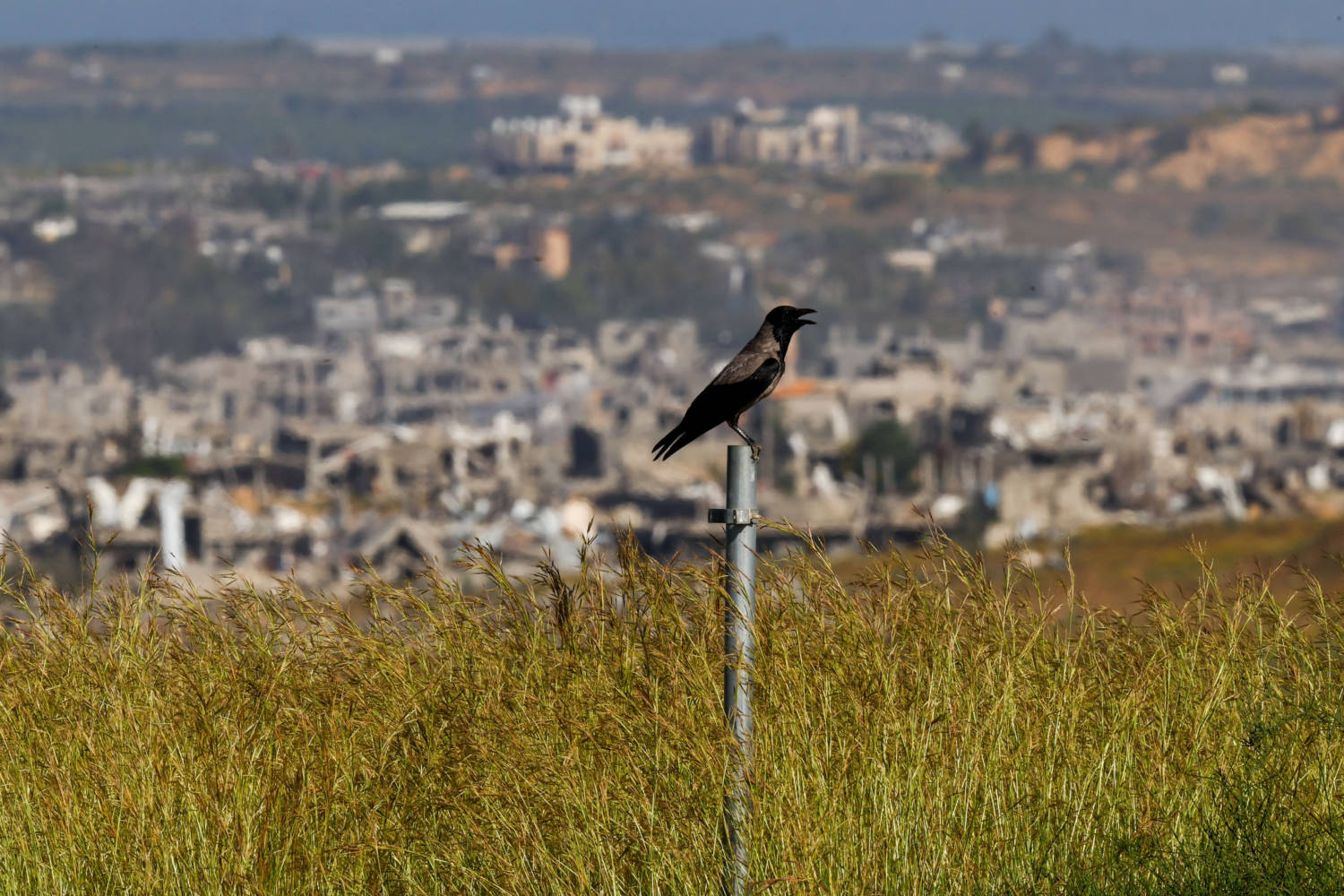 A Bird Perches On A Post Near The Israel Gaza Border, As The Ruins Of Gaza Are Seen In The Background