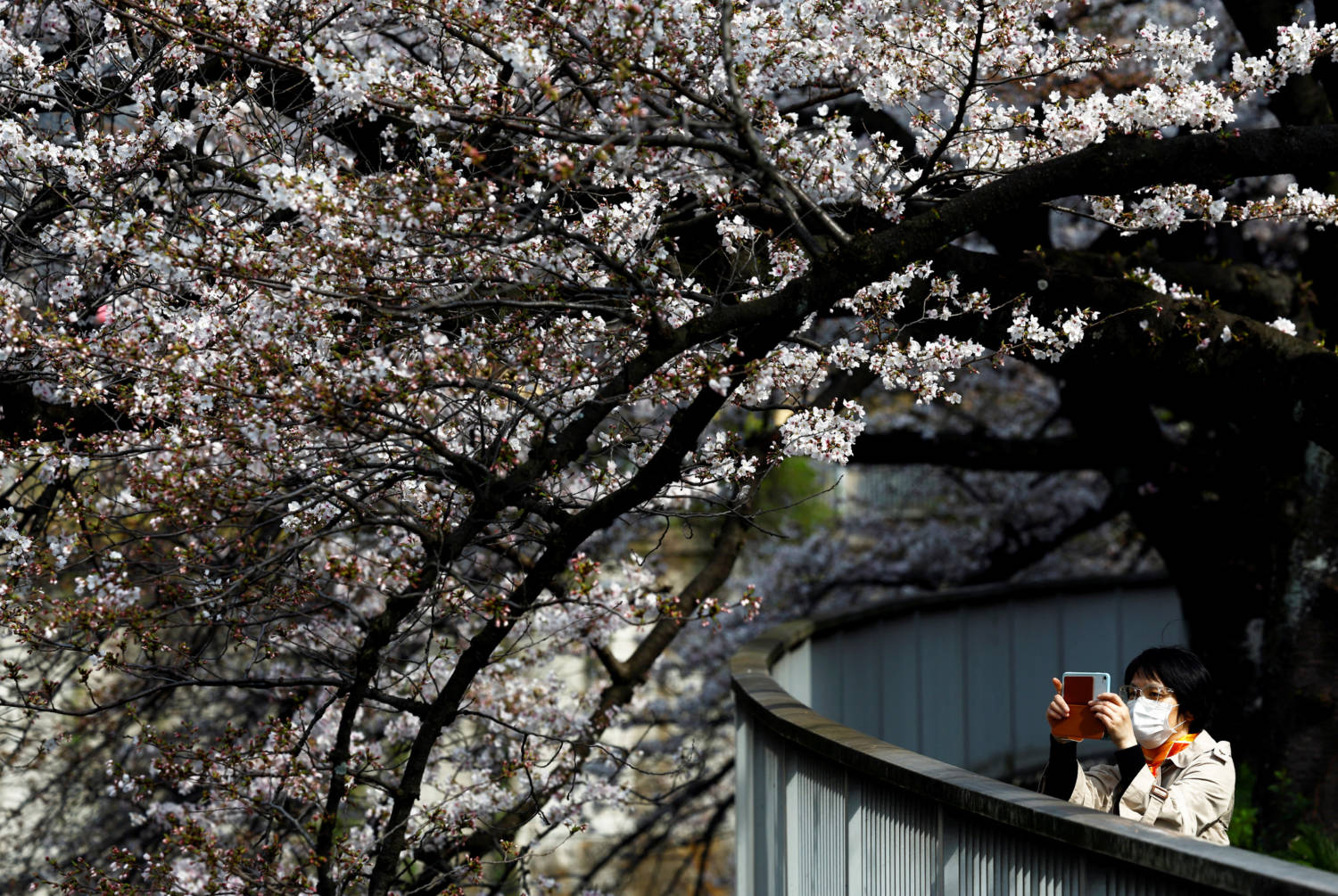 A Woman Takes A Photo On Her Smartphone Under Blooming Cherry Blossoms In Tokyo