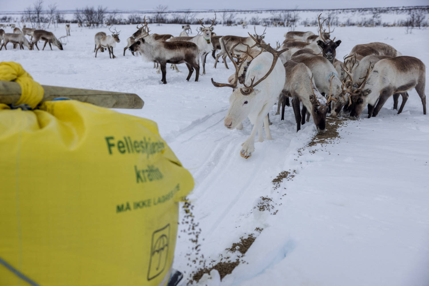 The Wider Image: Reindeer Herders Battle Power Line Needed For Norway's Climate Goal