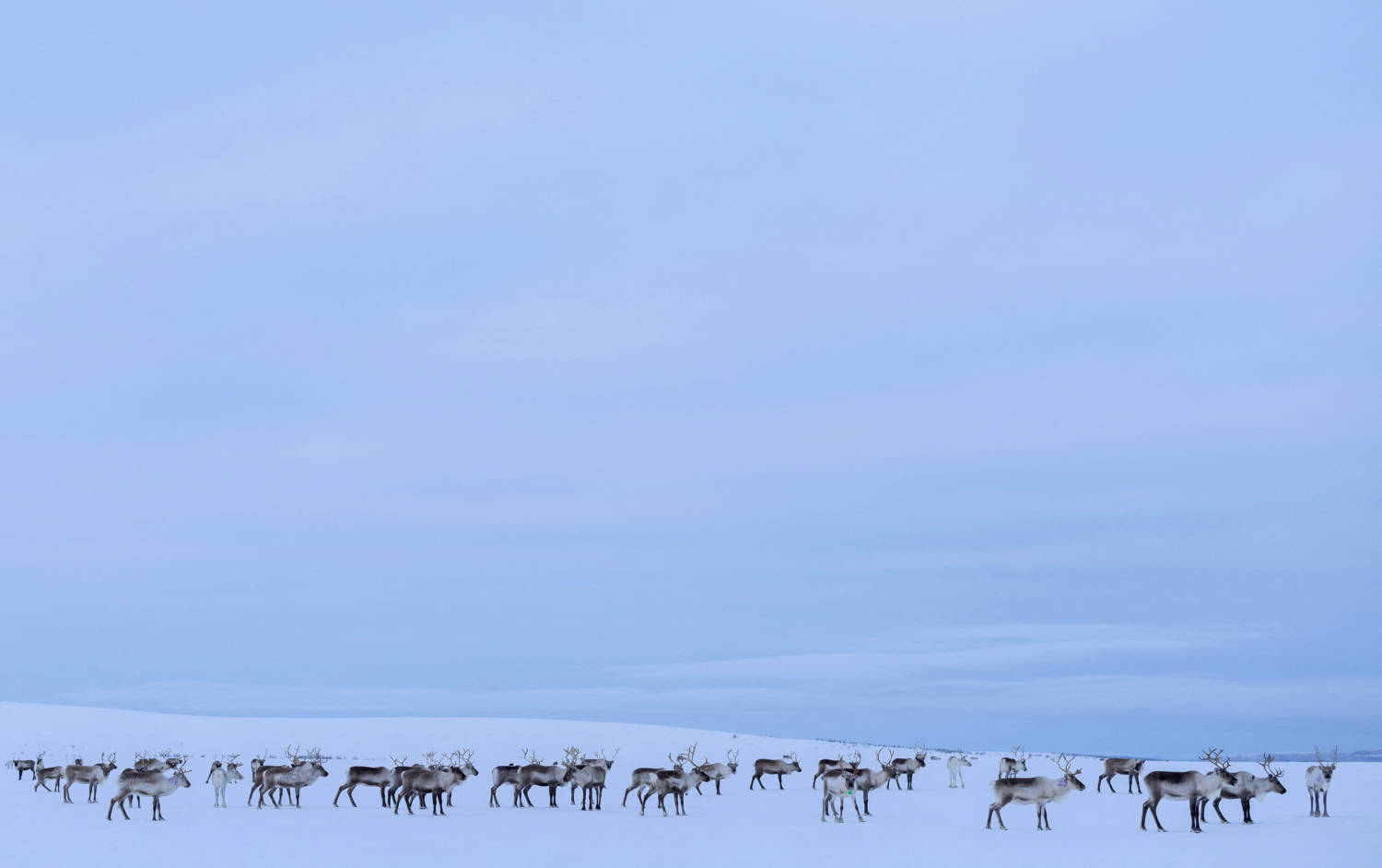 As Climate Changes, Sami Herders Need To Feed Reindeer As Rain Creates Ice Layer