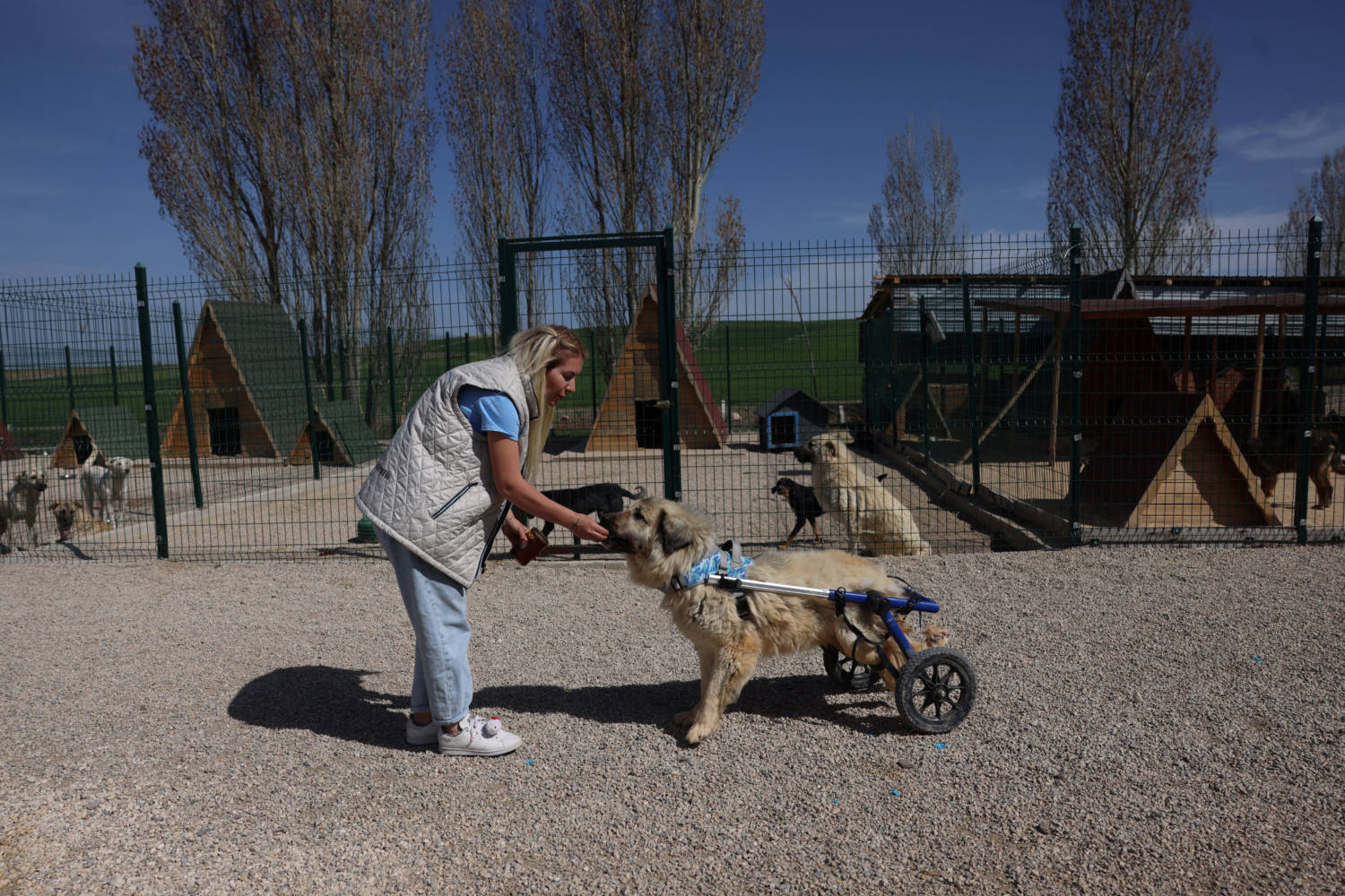 Chairwoman Of The Paws Holding On To Life Association Pets A Disabled Dog At A Shelter In Ankara