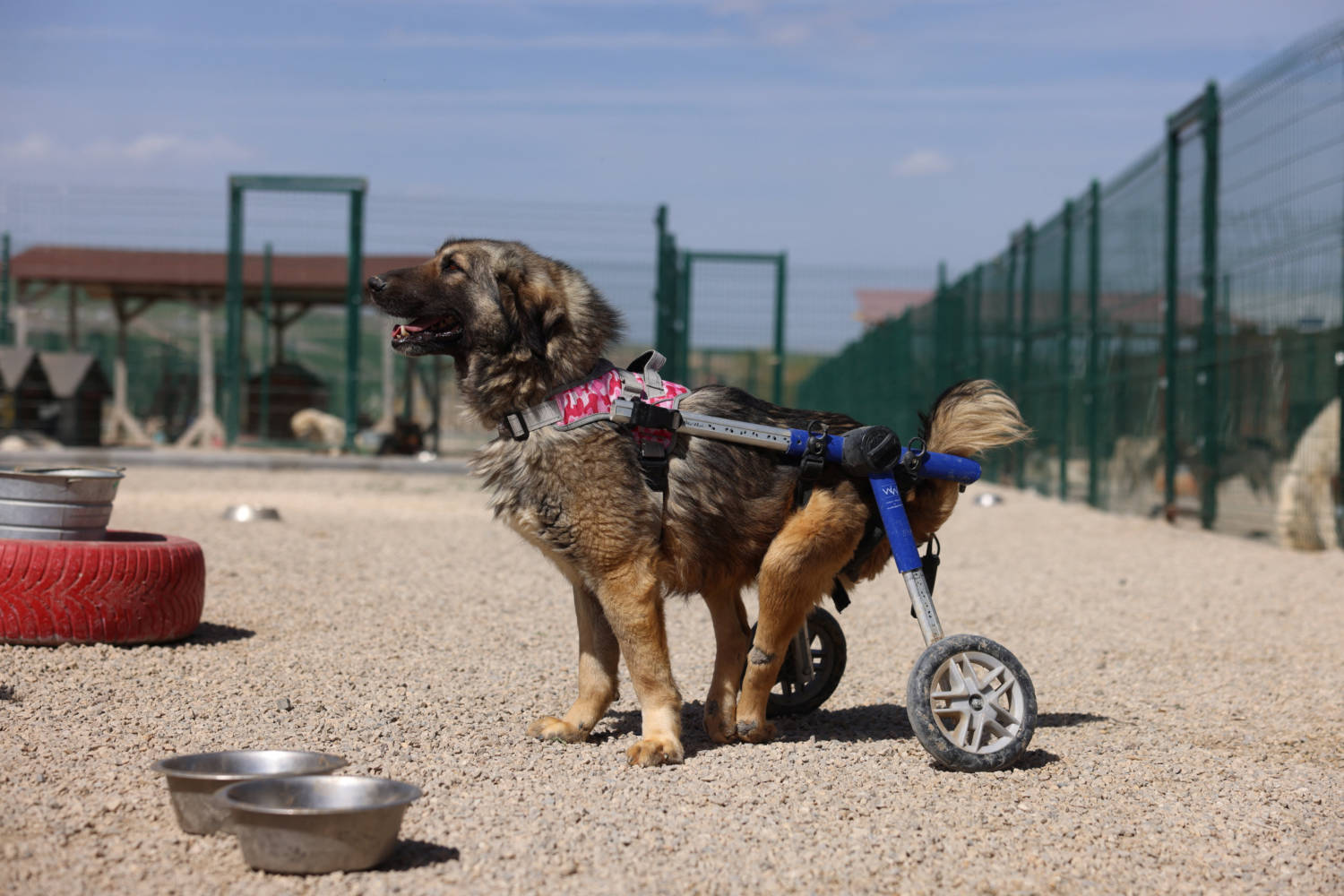 A Disabled Dog Uses A Mobility Aid At An Animal Shelter In Ankara