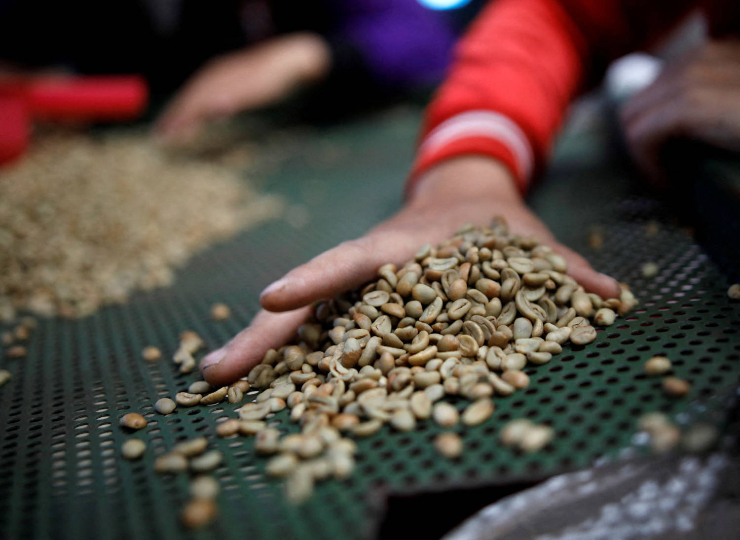 File Photo: Workers Sort Arabica Green Coffee Beans At A Coffee Mill In Pangalengan, West Java