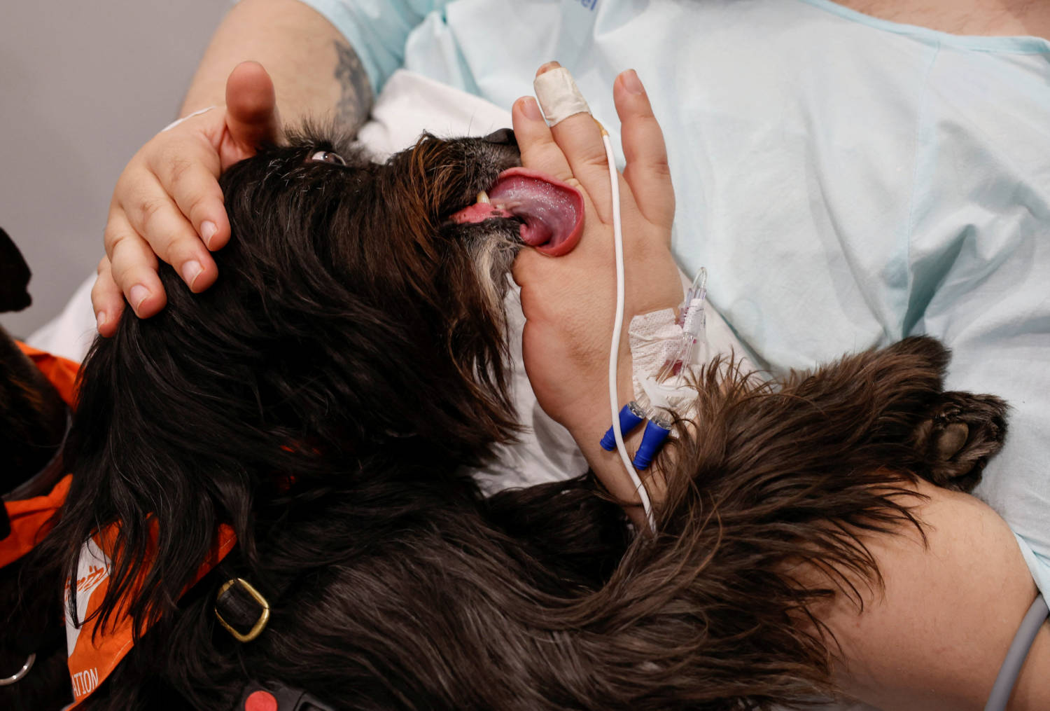 Theraphy Dogs Bring Relief And Comfort To Icu Patients At Hospital Del Mar In Barcelona