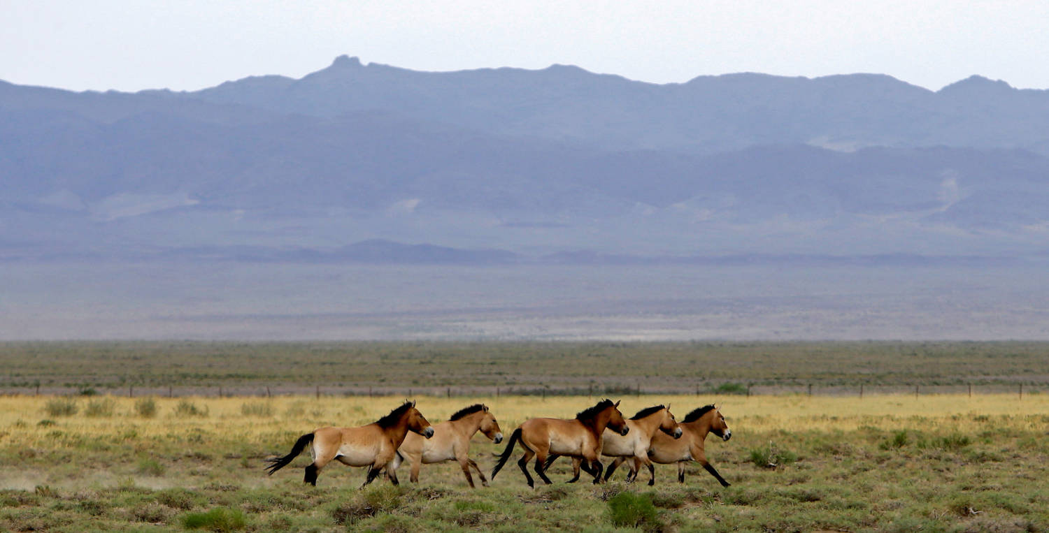 File Photo: A Herd Of Endangered Przewalski's Horses Trot Across The Takhin Tal National Park, Part Of The Great Gobi B Strictly Protected Area, In South West Mongolia