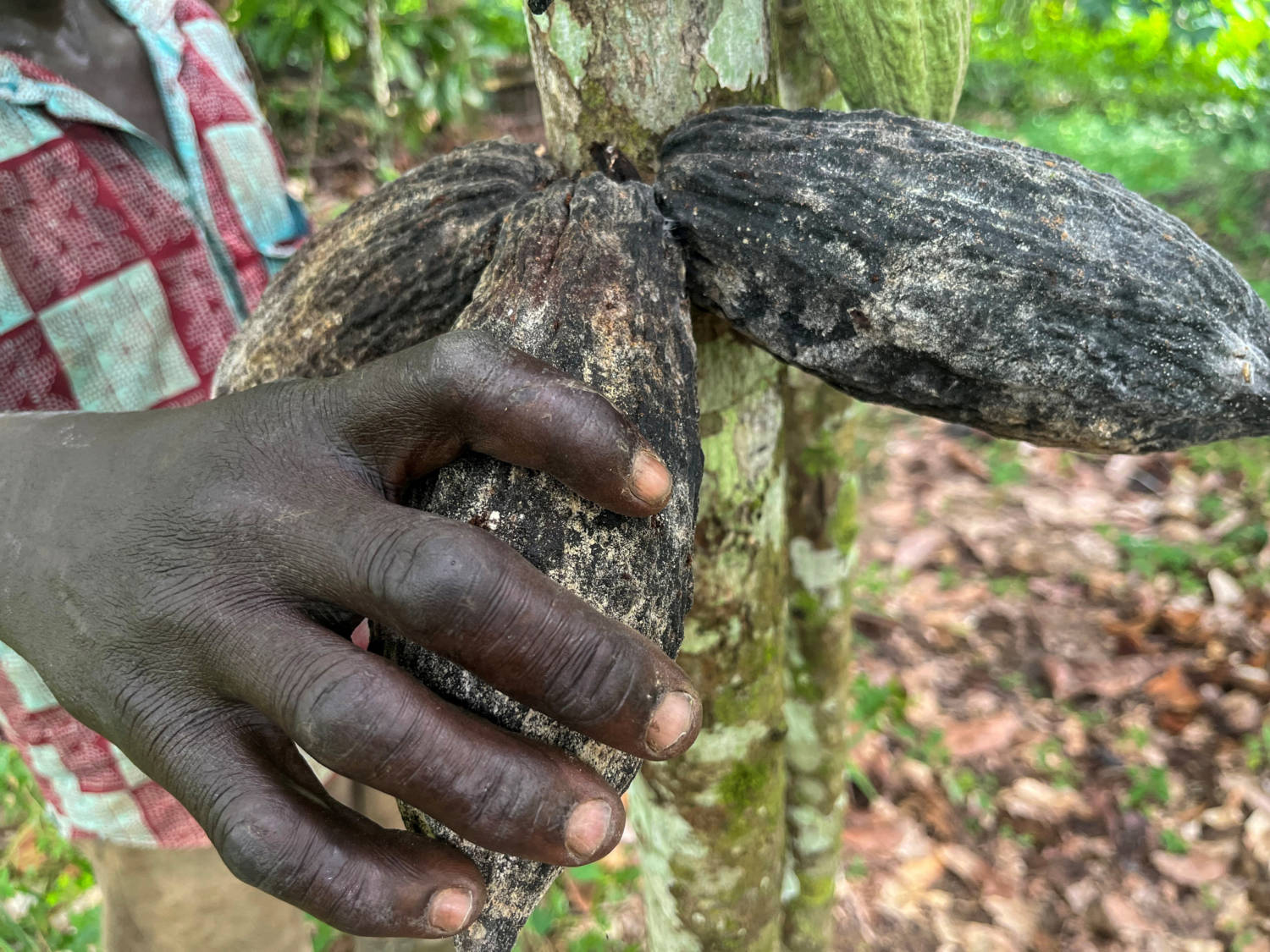 File Photo: Ivory Coast Cocoa Regulator Halts Forward Sales As Rain Hits Output