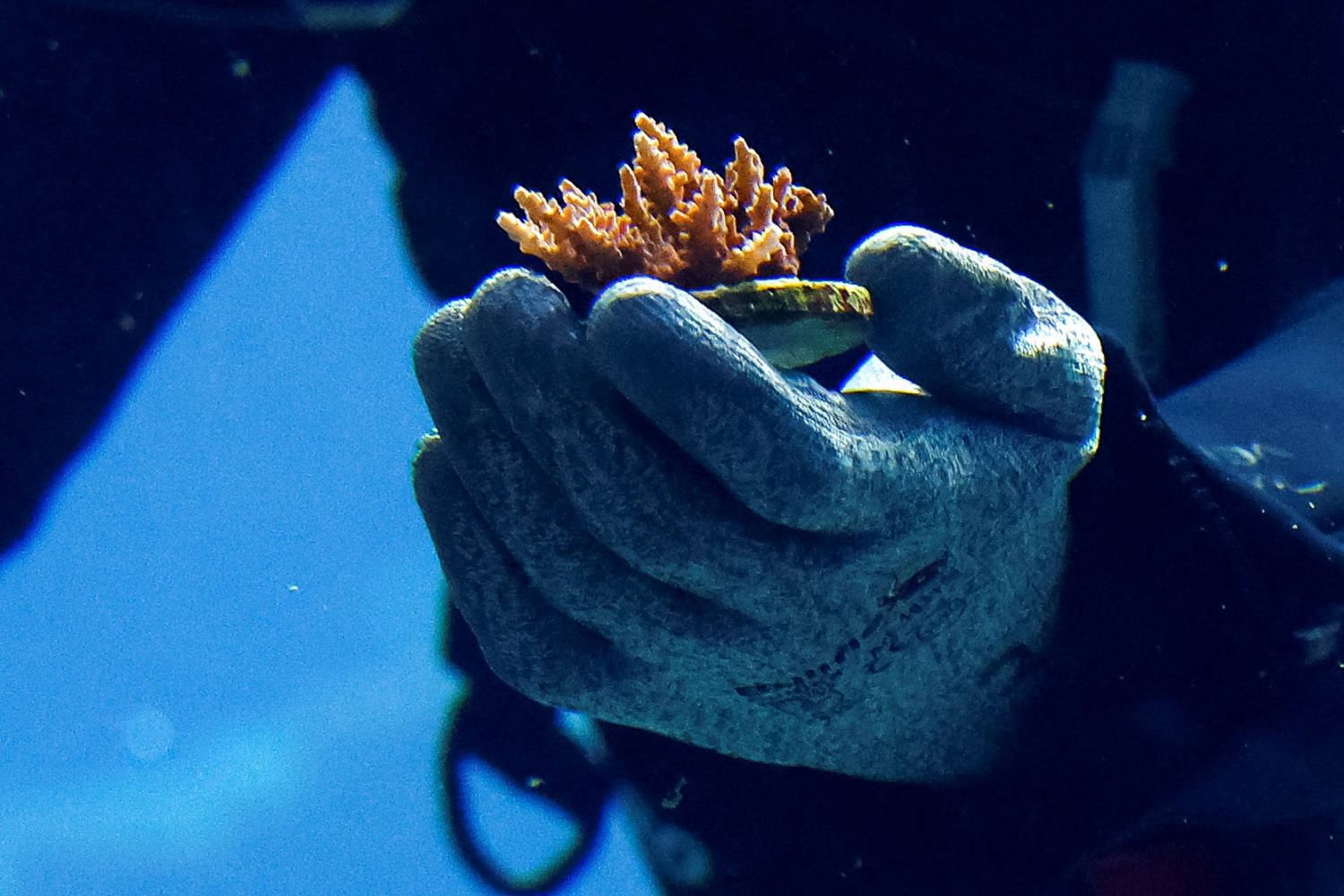 Divers From Royal Burgers' Zoo Set Out The First Corals From The World Coral Conservatory Project In Burgers' Ocean In Arnhem