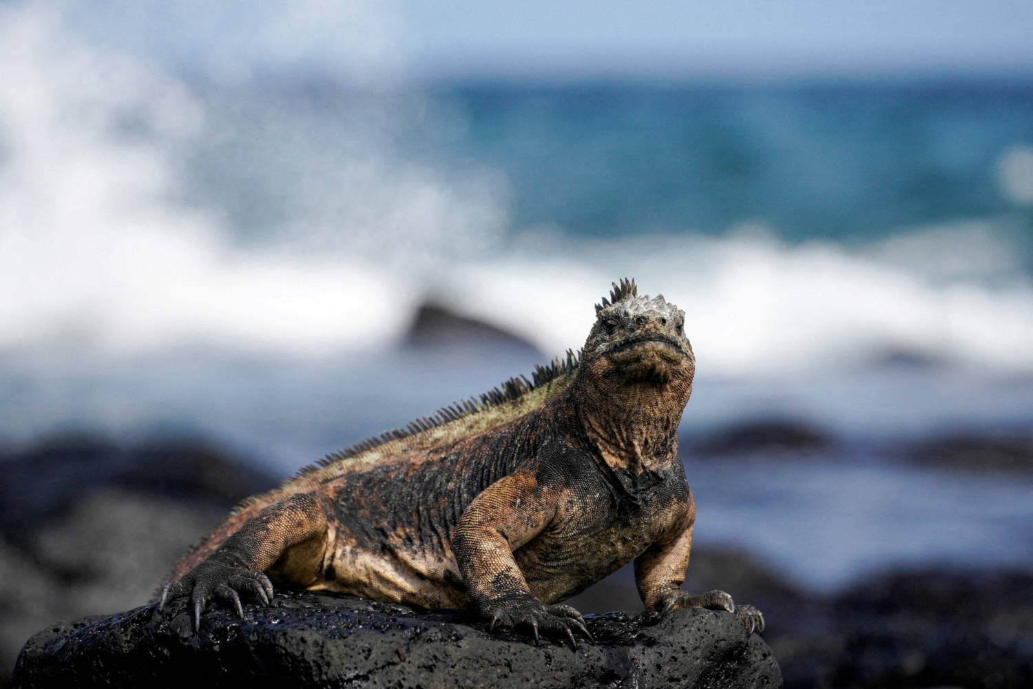 File Photo: A Marine Iguana Sits On A Rock In The Galapagos Islands