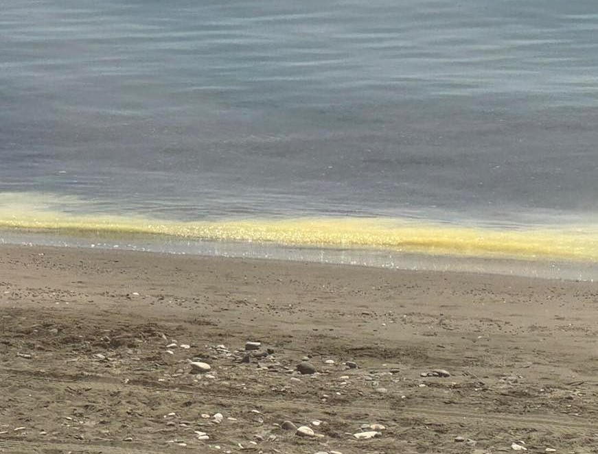 Limassol Sea Pollen