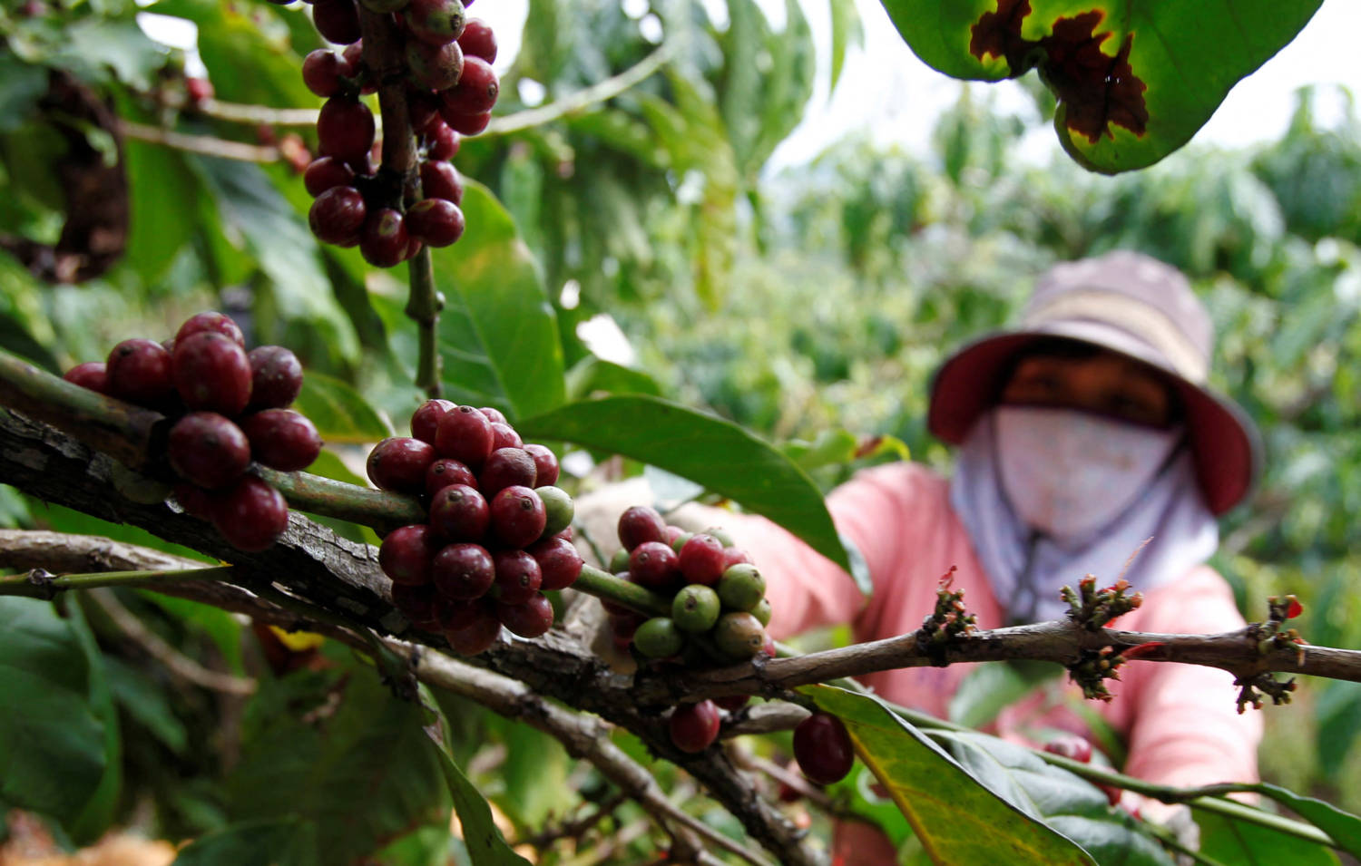 File Photo: A Farmer Picks Coffee Cherries At A Farm In Vietnam's Central Highland Of Di Linh District