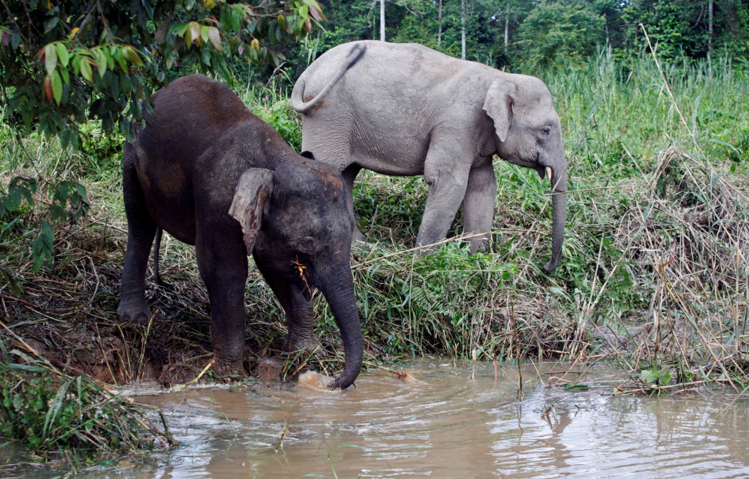 File Photo: Borneo Pygmy Elephants Drink Water From Kinabatangan River In Malaysia's State Of Sabah On The Borneo Island